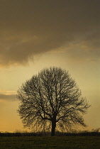 Horse Chestnut, Aesculus hippocastanum.