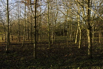 Cherry, Wild Cherry, Prunus avium.