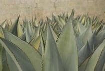 Agave, Agave celsii.