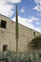 Agave, Agave celsii.