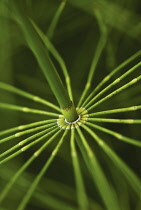 Horsetail, Field horsetail, Equisetum arvense.