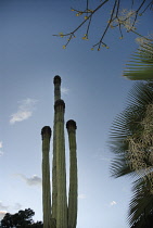 Cactus, Saguaro cactus, Carnegiea gigantea.