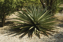 Agave, Agave tequiliana.