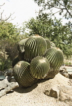 Cactus, Barrel Cactus, Echinocactus platyacanthus.