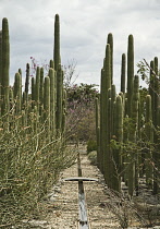 Cactus, Saguaro cactus, Carnegiea gigantea.