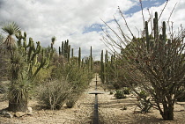 Cactus, Saguaro cactus, Carnegiea gigantea.