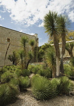 Agave, Agave stricta.
