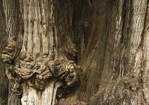 MontezumaCypress, Taxodium mucronatum.