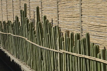 Cactus, mexican fence post cactus, Pachycereus Marginatus.