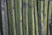 Cactus, mexican fence post cactus, Pachycereus Marginatus.