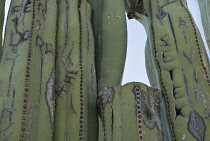 Cactus, mexican fence post cactus, Pachycereus Marginatus.