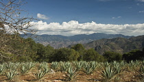 Agave, Agave tequiliana.