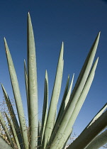 Agave, Agave tequiliana.