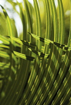Palm.