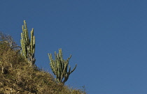 Cactus.