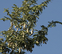 Tamarind, Tamarindus indica.