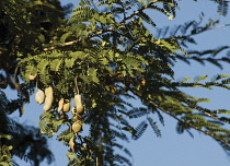 Tamarind, Tamarindus indica.