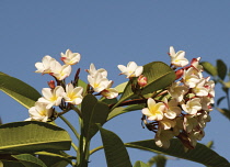 Frangipani, West Indian Jasmine, Monoi, Plumeria.
