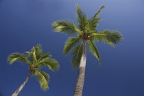 Coconutpalm, Cocos nucifera.