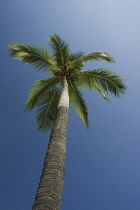 Coconutpalm, Cocos nucifera.