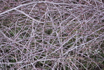 Bramble, Ornamental bramble, Rubus cockburnianus.