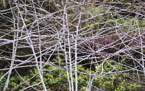 Bramble, Ornamental bramble, Rubus cockburnianus.