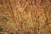 Dogwood, Cornus sanguinea 'Midwinter fire'.