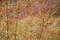 Dogwood, Cornus sanguinea 'Midwinter fire'.