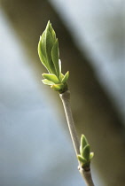 Lilac, Syringa vulgaris 'Madame F Morel'.