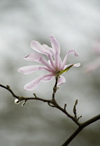 Magnolia, Magnolia x loebneri 'Leonard Messel'.