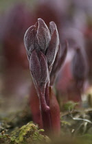 Peony, Paeonia mascula subsp russoi.