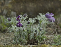 Pasque flower, Pulsatilla alpina.