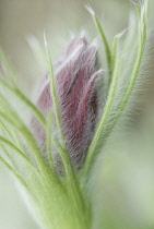 Pasque flower, Pulsatilla alpina.