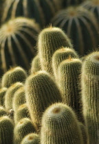 Cactus, Parodia leninghausii.