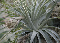 Airplant, Tillandsia.