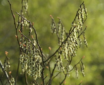 Spiketail, Stachyurus praecox leucotrichus.