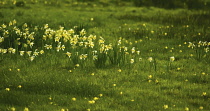 Daffodil, Narcissus pseudonarcissus.