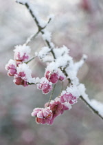 Spindle Tree, Euonymus europaeus.