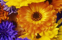 Marigold, Calendula officinalis.