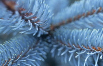 Bluespruce, Picea pungens glauca.