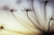 Hogweed, Heracleum sphondylium.