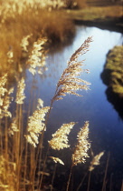 Reeds, Sedge, Phragmites australis.