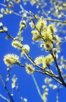 Pussy Willow, Salix caprea.