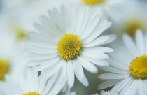 Daisy, Lawn daisy, Bellis perennis.