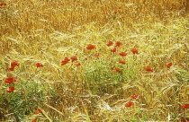 Barley, Hordeum distichon.