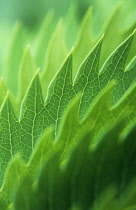 Honeybush, Melianthus major.