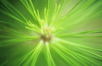 Austrianpine, Pinus nigra.