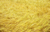 Barley, Hordeum distichon.