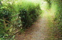 Ivy, Hedera helix.