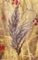 Reeds, Sedge, Phragmites australis.